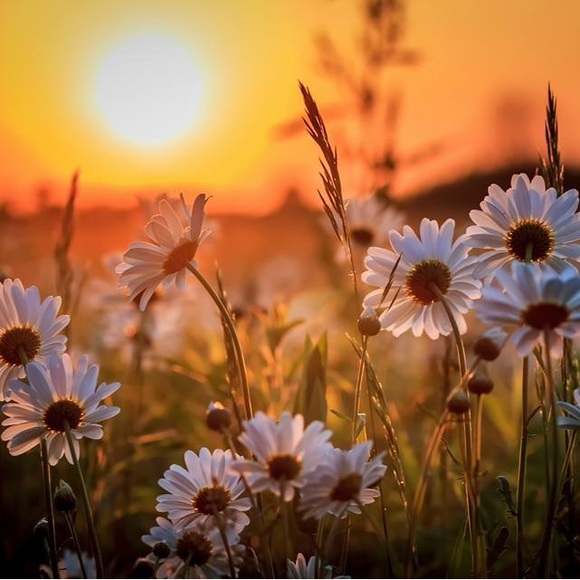 Meet your Posher, Kristine - Picture 1 of 1